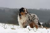 BERGER AUSTRALIEN PUPPIES 525